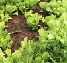 肥料養(yǎng)分檢測(cè)儀促進(jìn)農(nóng)業(yè)可持續(xù)發(fā)展！