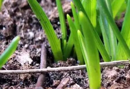 土壤養(yǎng)分速測(cè)儀哪個(gè)廠家靠譜？