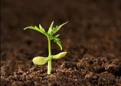 土壤檢測儀如何為智慧農(nóng)業(yè)打造“肥沃土壤”？