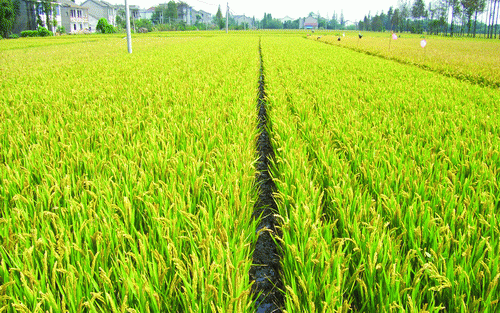 農(nóng)作物的藥害主要有哪些？應(yīng)該如何防治呢？