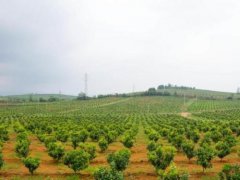 土壤養(yǎng)分檢測儀器怎么樣？