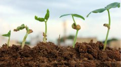 土壤養(yǎng)分檢測(cè)儀的優(yōu)勢(shì)在哪里？