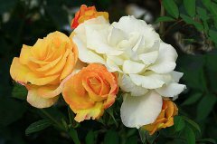 月季種植，土壤養(yǎng)分檢測(cè)儀檢測(cè)可以彌補(bǔ)土壤養(yǎng)