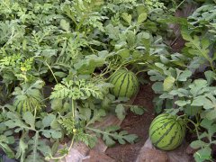 西瓜種植中，土壤養(yǎng)分速測儀應(yīng)該如何使用？