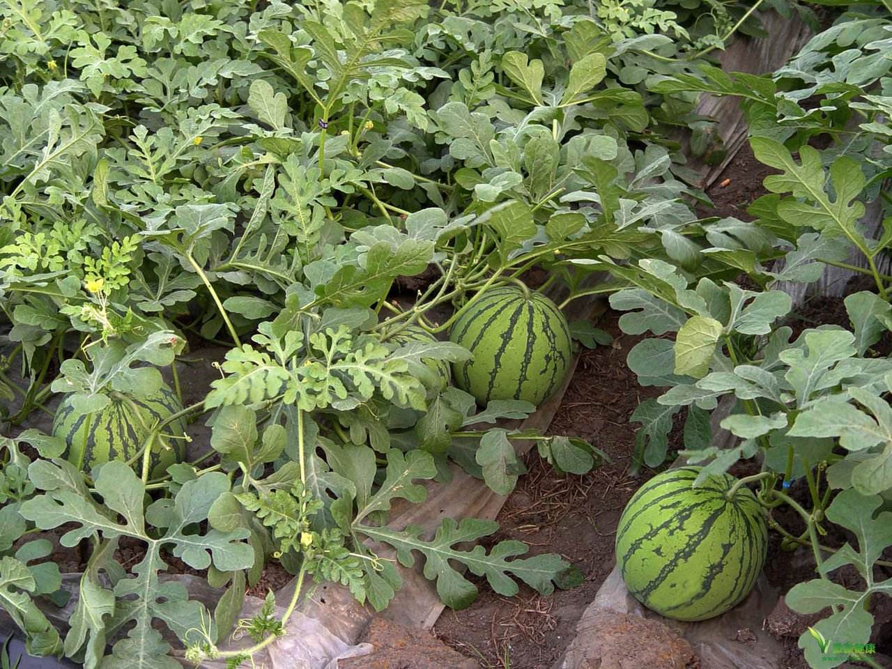 土壤養(yǎng)分速測儀