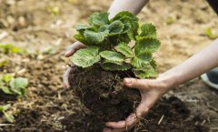 土壤養(yǎng)分不足，化肥農(nóng)藥需要負責