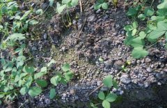 如何防治土壤污染的情況？