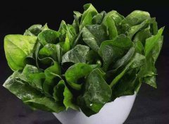 為什么要檢測植物葉綠素？