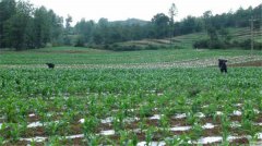 土壤水分測定儀可以分為哪些種類？