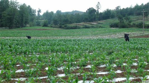 土壤水分測(cè)定儀