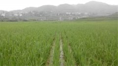 土壤養(yǎng)分速測儀如何分析肥力變化？