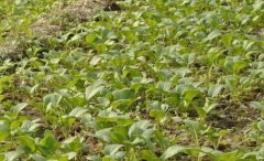 土壤酸堿度測(cè)定儀對(duì)土壤pH值進(jìn)行精準(zhǔn)檢測(cè)！