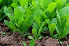 土壤肥料養(yǎng)分速測(cè)儀緩解土壤肥力下降問題