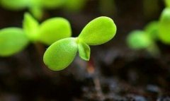 土壤檢測(cè)儀堅(jiān)守18億畝耕地紅線　 