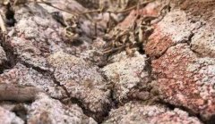 土壤墑情測(cè)定儀助力土壤水分研究