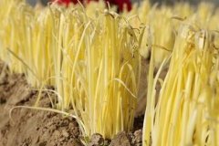 測土配方施肥儀無需專業(yè)人士進(jìn)行操作