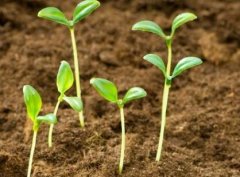 土壤肥料養(yǎng)分檢測儀讓農(nóng)田實(shí)現(xiàn)科學(xué)施肥