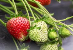 土壤氮磷鉀測定儀在肥料施加工作有何作用？