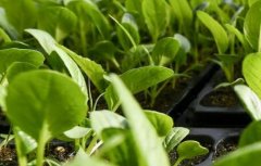 重金屬污染檢測(cè)需要用到什么儀器？