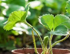 云唐土壤肥料養(yǎng)分測試儀可檢測的項(xiàng)目有哪些？