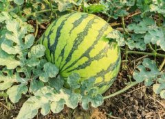 如何利用測(cè)土配方施肥儀增強(qiáng)土壤肥力？