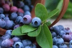 為什么要選擇山東云唐肥料養(yǎng)分測(cè)試儀？