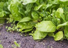 農民靠經(jīng)驗施肥的方式為什么不可行