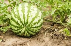 農(nóng)民施肥不能憑經(jīng)驗，需要使用測土儀