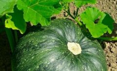 土壤水分測定儀提高精準(zhǔn)灌溉水平