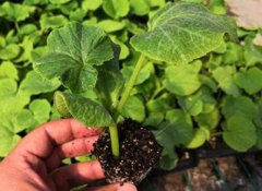 測(cè)土配方施肥儀指導(dǎo)農(nóng)民按需施肥